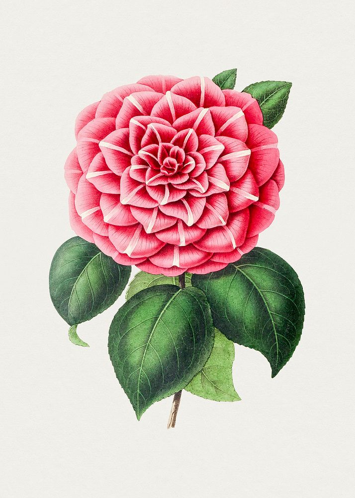 Hand drawn red camellia. Original from Biodiversity Heritage Library. Digitally enhanced by rawpixel.