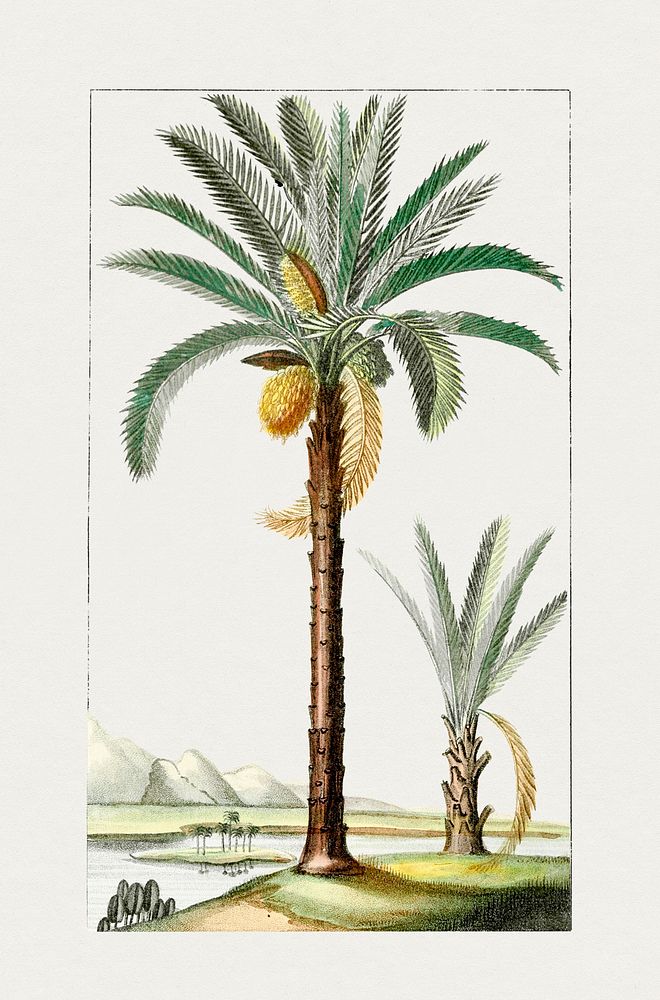 Hand drawn palm tree. Original from Biodiversity Heritage Library. Digitally enhanced by rawpixel.
