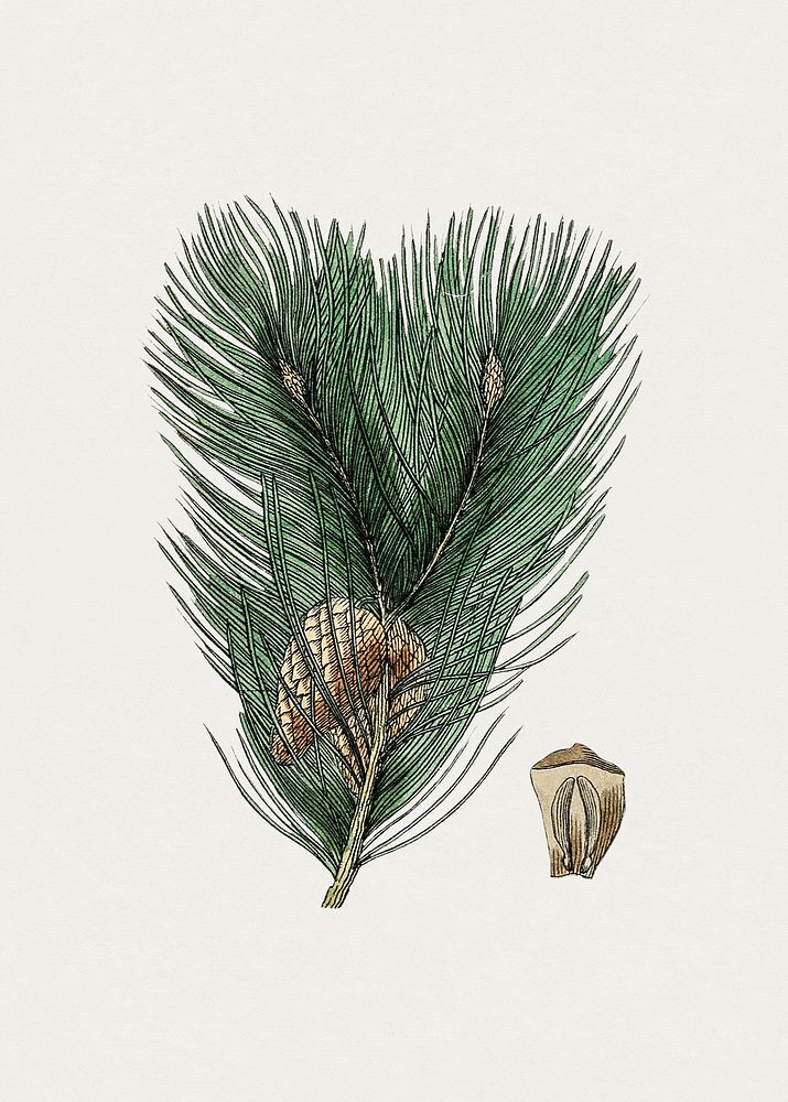 Hand drawn scots pine. Original from Biodiversity Heritage Library. Digitally enhanced by rawpixel.