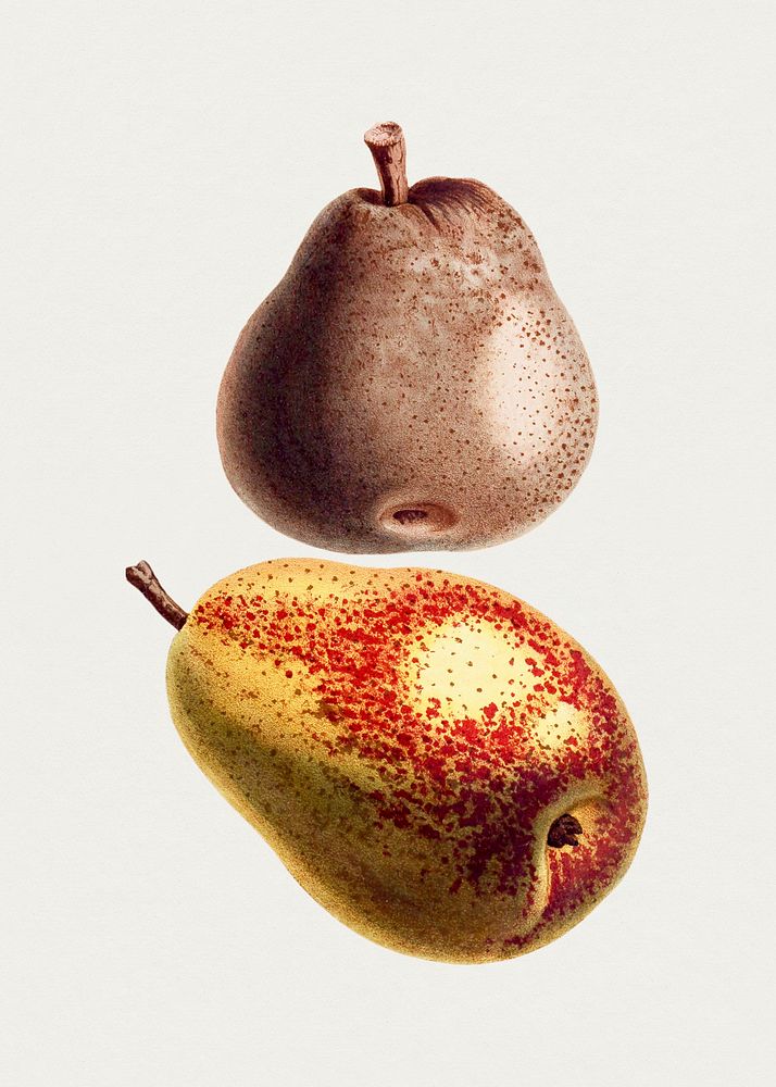 Hand drawn pear. Original from Biodiversity Heritage Library. Digitally enhanced by rawpixel.
