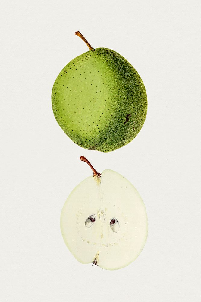 Vintage pear. Original from Biodiversity Heritage Library. Digitally enhanced by rawpixel.