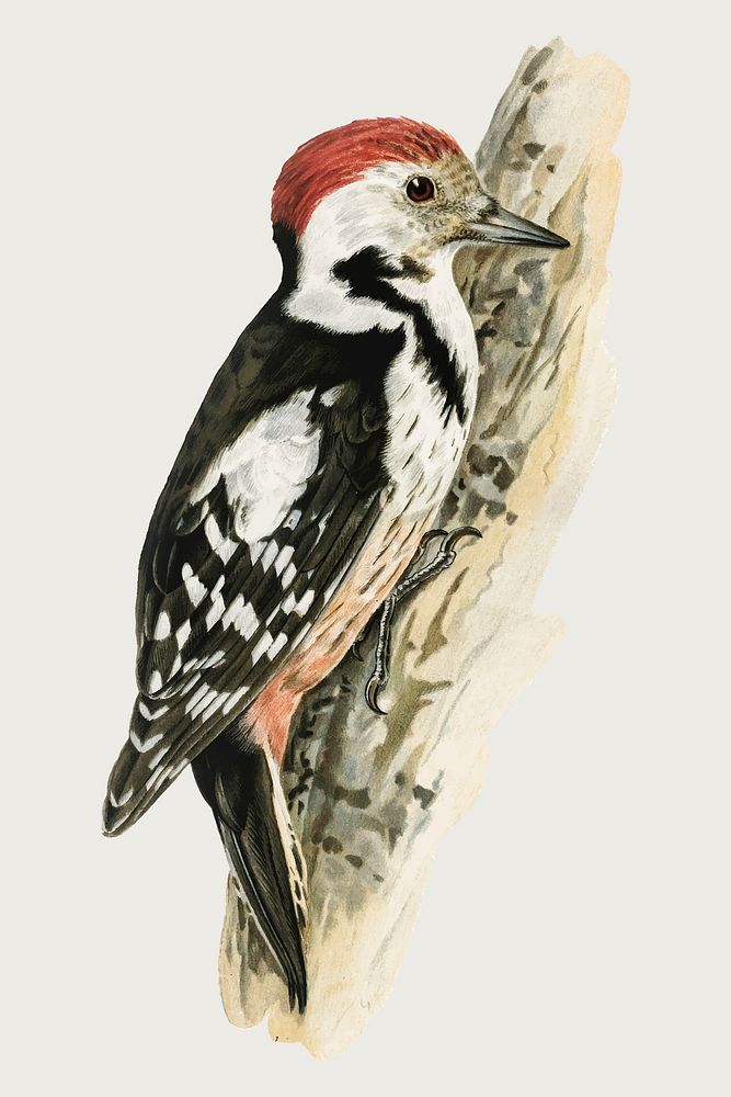 Middle spotted woodpecker vector bird hand drawn