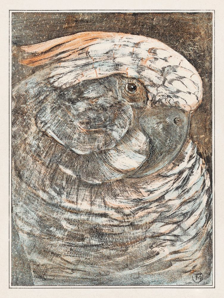 Kop van een papegaai (1878&ndash;1908) print in high resolution by Theo van Hoytema. Original from The Rijksmuseum.…