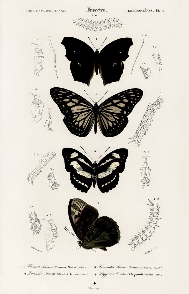 Collection of butterflies illustrated by Charles Dessalines D' Orbigny (1806-1876). Digitally enhanced from our own 1892…