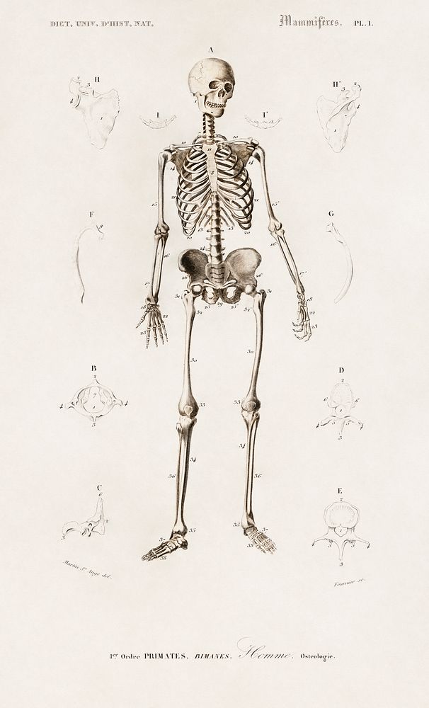 Human skeleton illustrated by Charles Dessalines D' Orbigny (1806-1876). Digitally enhanced from our own 1892 edition of…