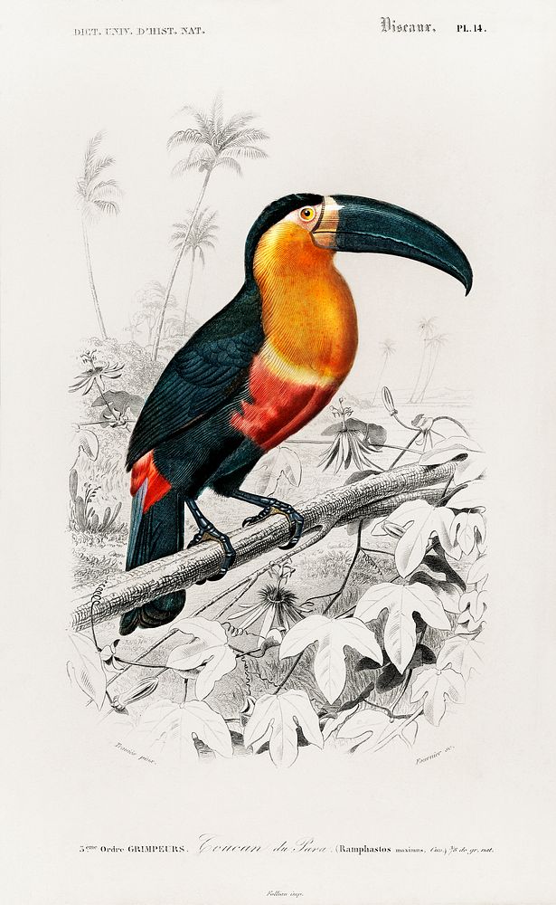 Toucan (Ramphastos) illustrated by Charles Dessalines D' Orbigny (1806-1876). Digitally enhanced from our own 1892 edition…