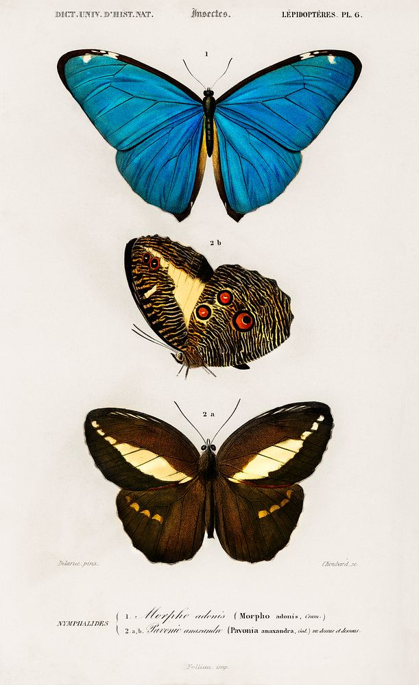 Different types of butterfly illustrated by Charles Dessalines D' Orbigny (1806-1876). Digitally enhanced from our own 1892…
