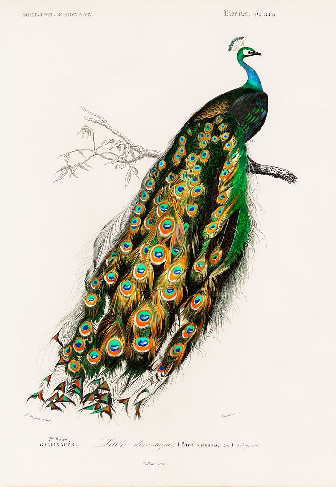 Indian peafowl (Pavo Cristatus) illustrated by Charles Dessalines D' Orbigny (1806-1876). Digitally enhanced from our own…