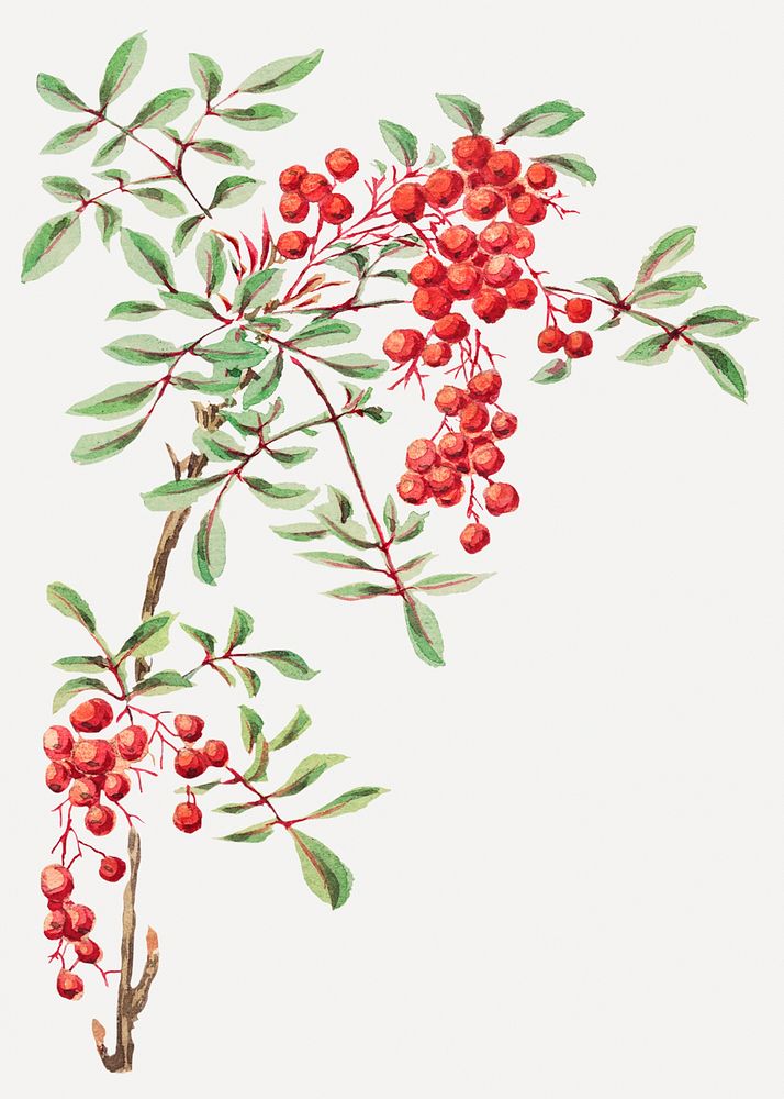 Coral berry tree psd art print, remix from artworks by Megata Morikaga