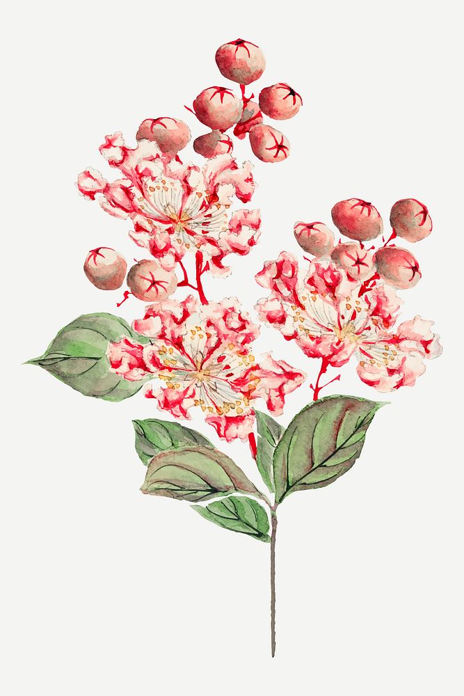 Vintage Japanese crape myrtle plant vector art print, remix from artworks by Megata Morikaga