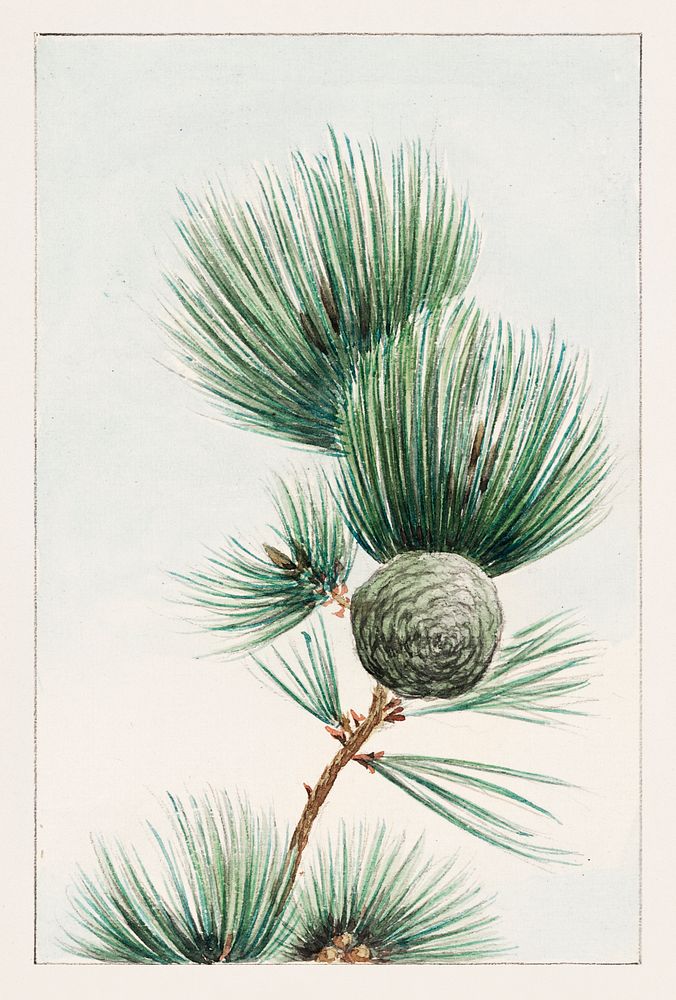 Gayo matsu pine during 1870&ndash;1880 by Megata Morikaga. Original from Library of Congress. Digitally enhanced by rawpixel.