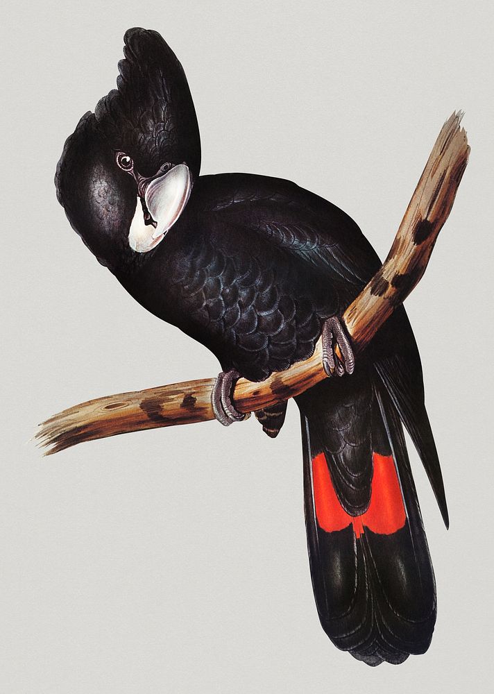 Vintage Illustration of Great-billed Black Cockatoo.
