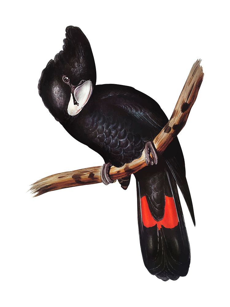 Great-billed Black Cockatoo illustration