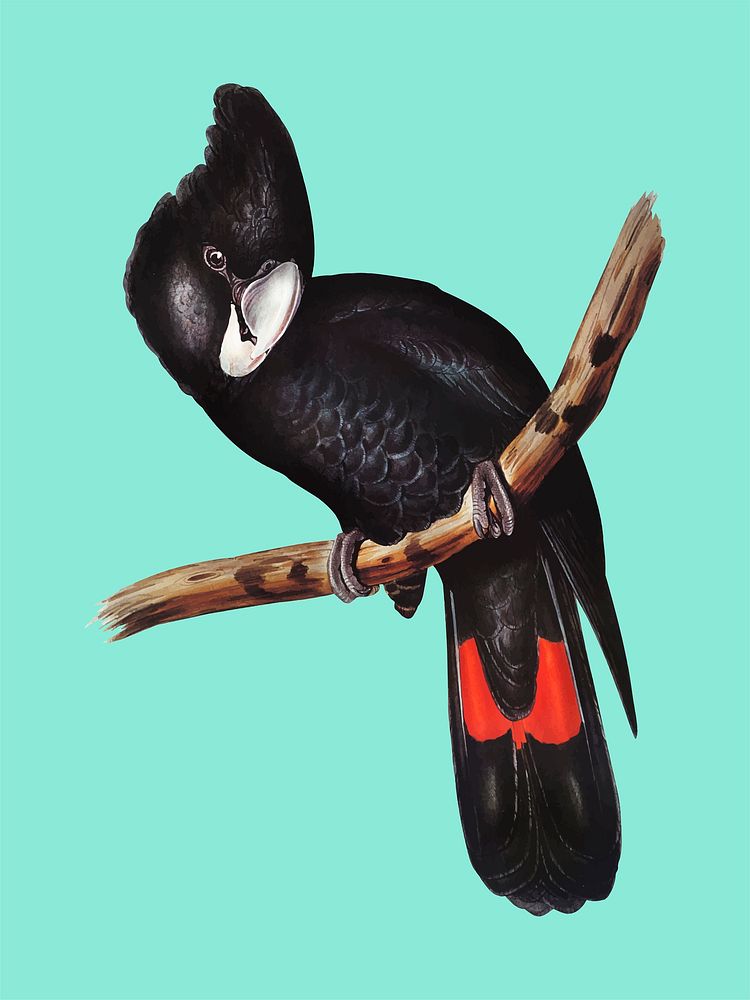Great-billed Black Cockatoo illustration