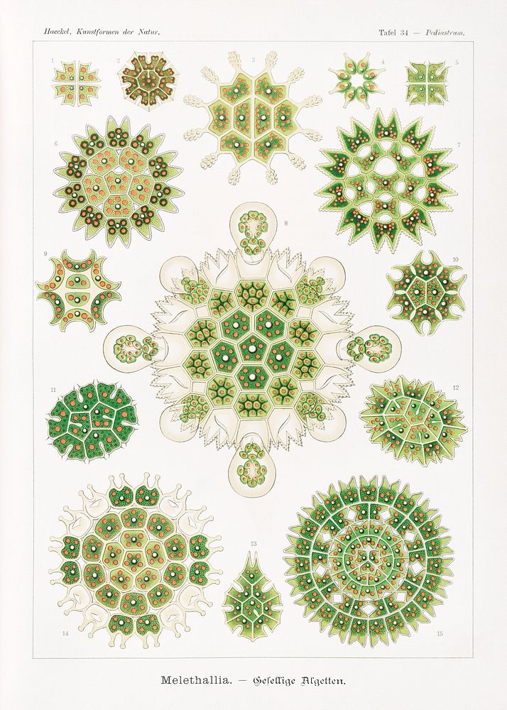 Melethallia&ndash;Gesellige Algetten from Kunstformen der Natur (1904) by Ernst Haeckel. Original from Library of Congress.…