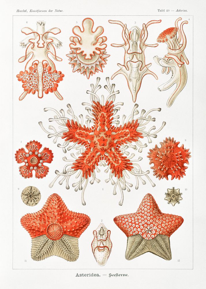 Asteridea&ndash;Seesterne from Kunstformen der Natur (1904) by Ernst Haeckel. Original from Library of Congress. Digitally…