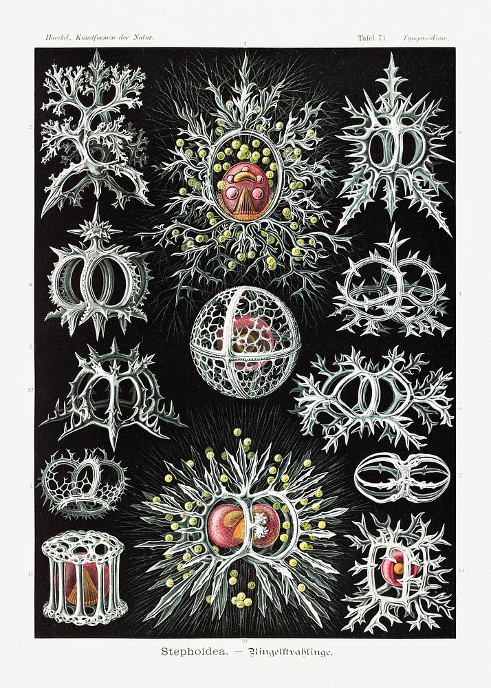 Stephoidea&ndash;Ringelstrahlinge from Kunstformen der Natur (1904) by Ernst Haeckel. Original from Library of Congress.…