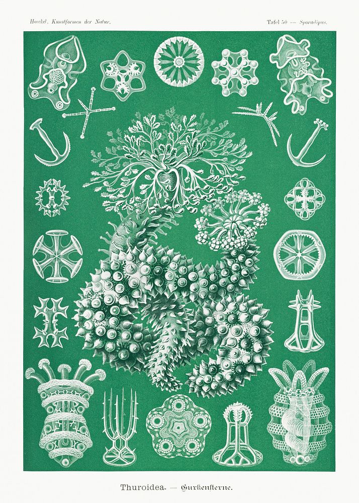 Thuroidea&ndash;Gurkensterne from Kunstformen der Natur (1904) by EErnst Haeckel. Original from Library of Congress.…