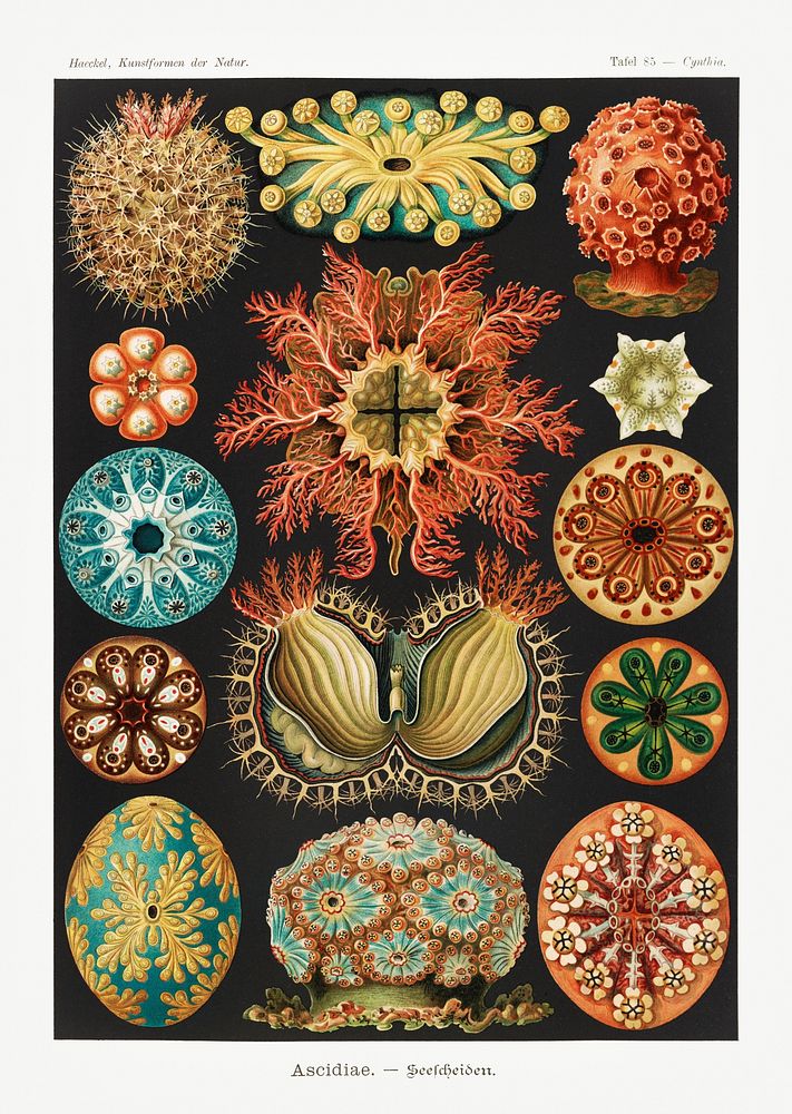 Ascidiae&ndash;Seescheiden from Kunstformen der Natur (1904) by Ernst Haeckel. Original from Library of Congress. Digitally…