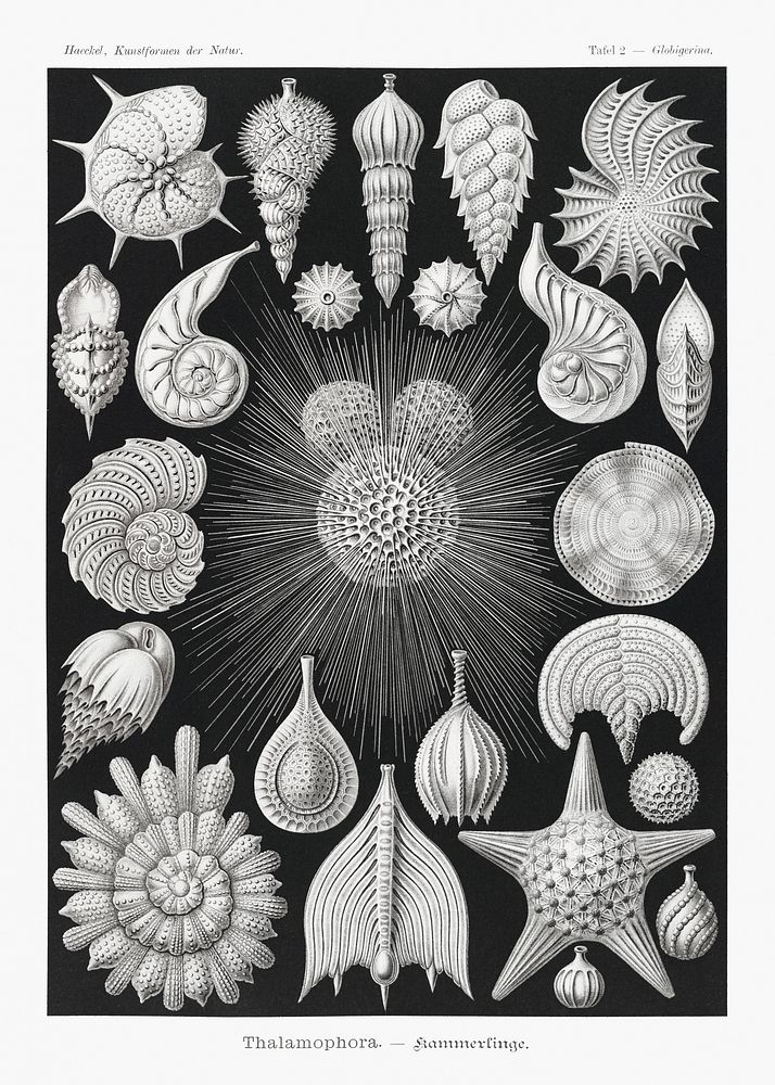 Thalamophora&ndash;Kammerlinge from Kunstformen der Natur (1904) by Ernst Haeckel. Original from Library of Congress.…