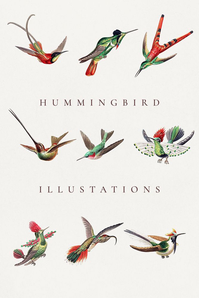 Vintage hummingbird illustration set template