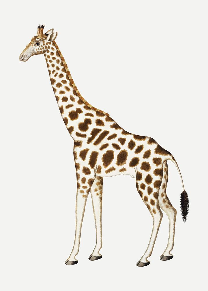 Giraffe vector antique watercolor animal illustration, remixed from the artworks by Robert Jacob Gordon
