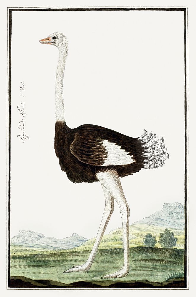 Struthio camelus: Struisvogel (1777&ndash;1786) painting in high resolution by Robert Jacob Gordon. Original from the…
