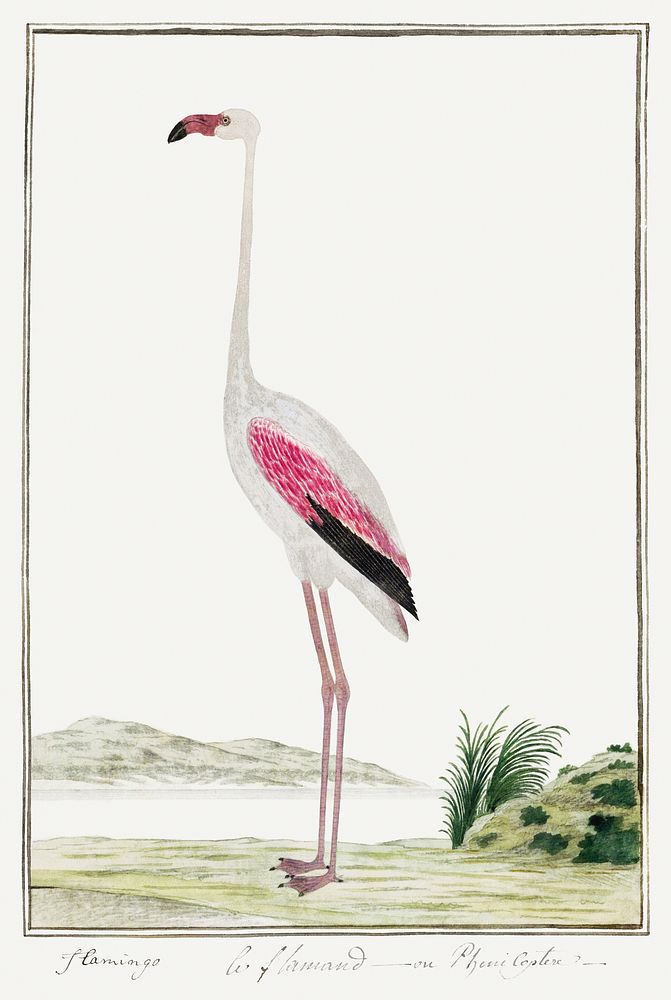 Phoenicopterus ruber roseus: greater flamingo (1777&ndash;1786) painting in high resolution by Robert Jacob Gordon. Original…