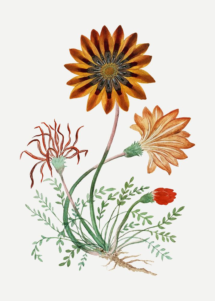 Gorteria diffusa vector vintage flower illustration set, remixed from the artworks by Robert Jacob Gordon