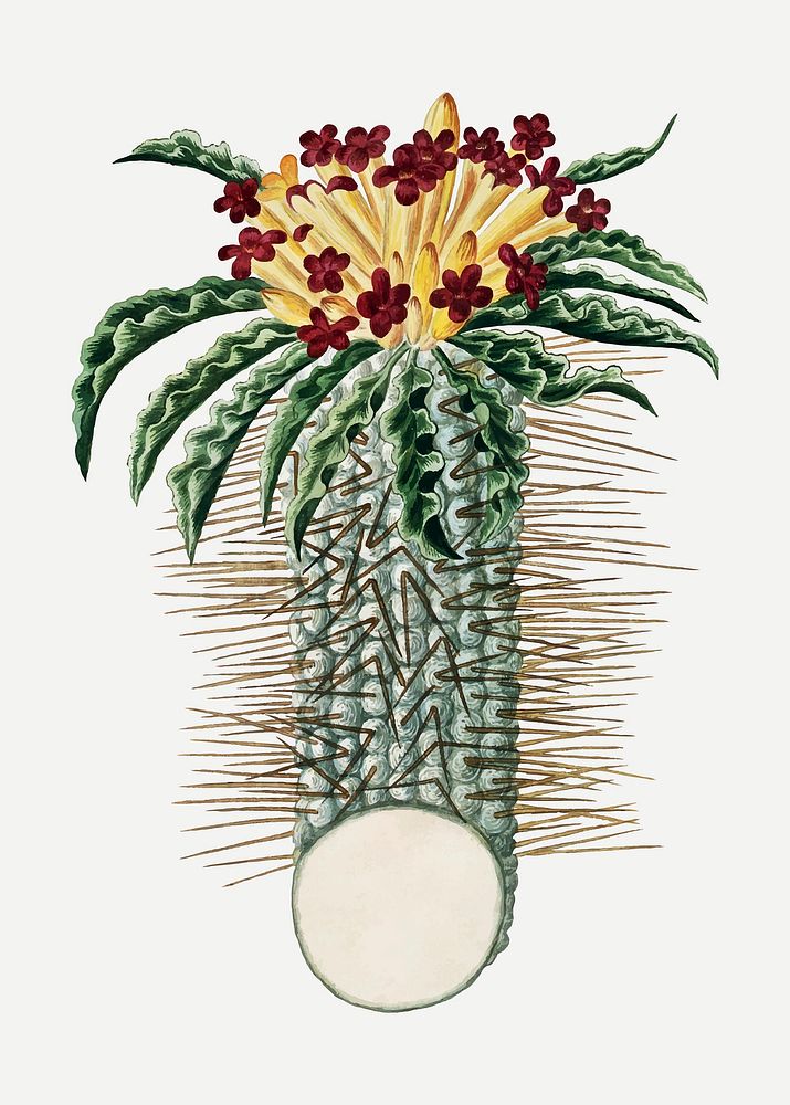 Pachypodium namaquanum vector vintage flower illustration set, remixed from the artworks by Robert Jacob Gordon