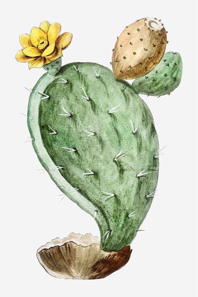 Prickly Pear, Indian Fig vector