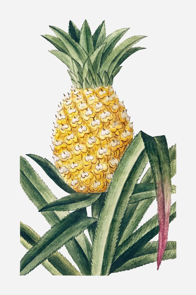 Pineapple vector