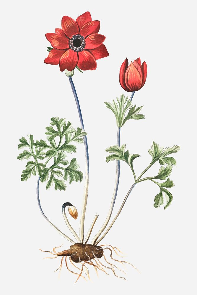 Red Anemone cremisino flower vector