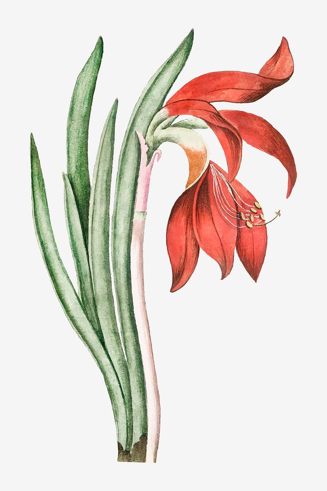 Red Lily Daffodil flower vector