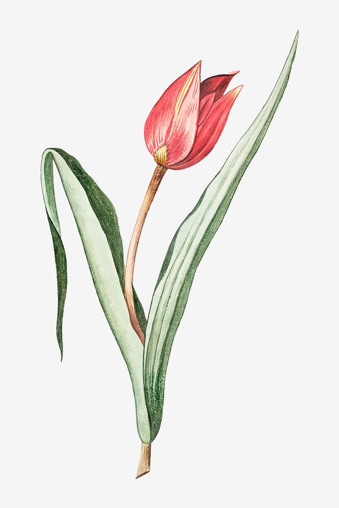 Scarlet Tulip flower vector