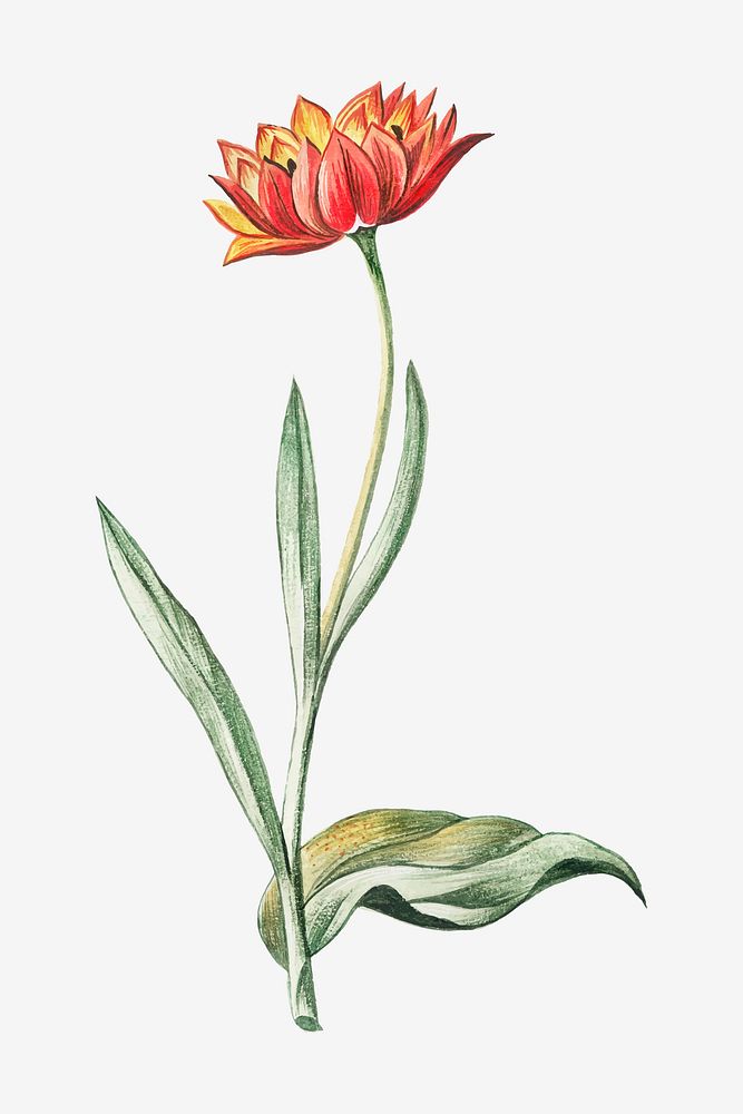 Multicolored Tulip flower vector
