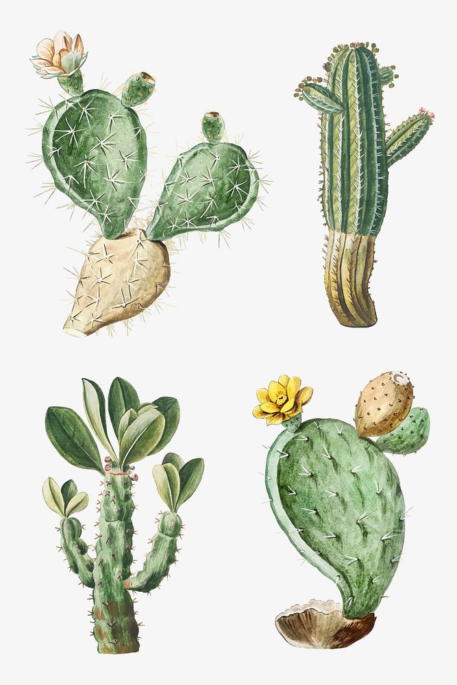 Hand drawn cactus set vector