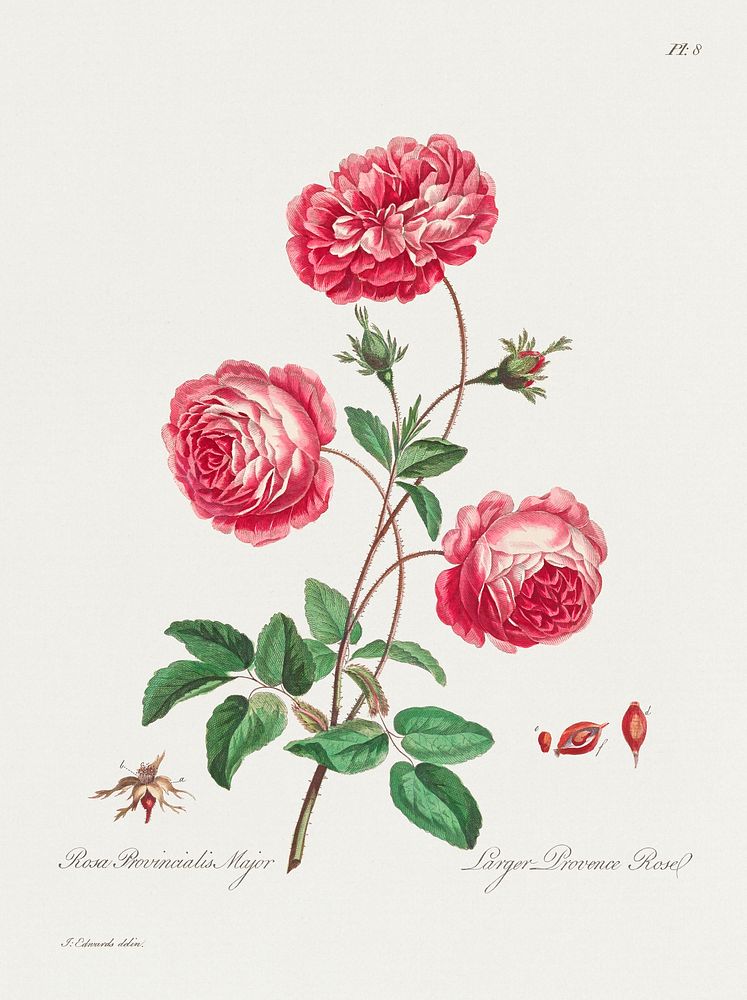 Larger Provence Rose (1770&ndash;1775)  in high resolution by John Edwards. Original from The Minneapolis Institute of Art.…