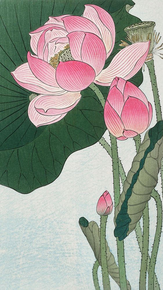 Ohara Koson phone wallpaper, background, Blooming lotus flowers Japanese print