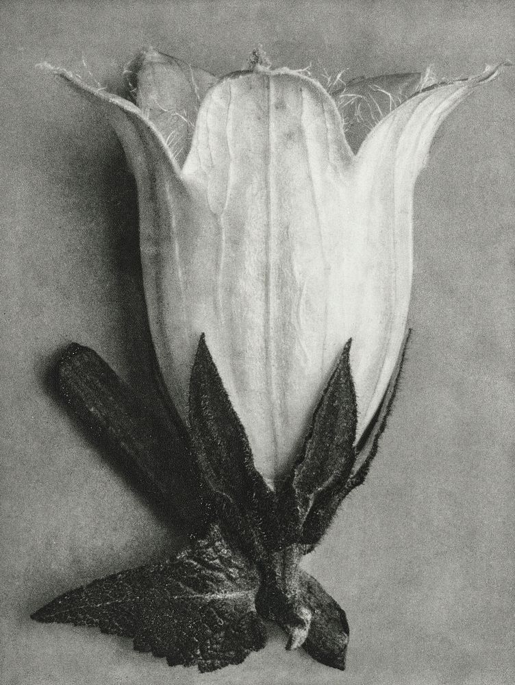 Campanula Alliariifolia (Cornish Bellflower) enlarged 10 times