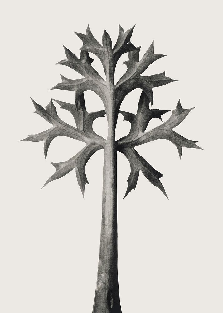 Eryngium Bourgatii (Mediterranean Sea Holly) leaves enlarged 5 times vector