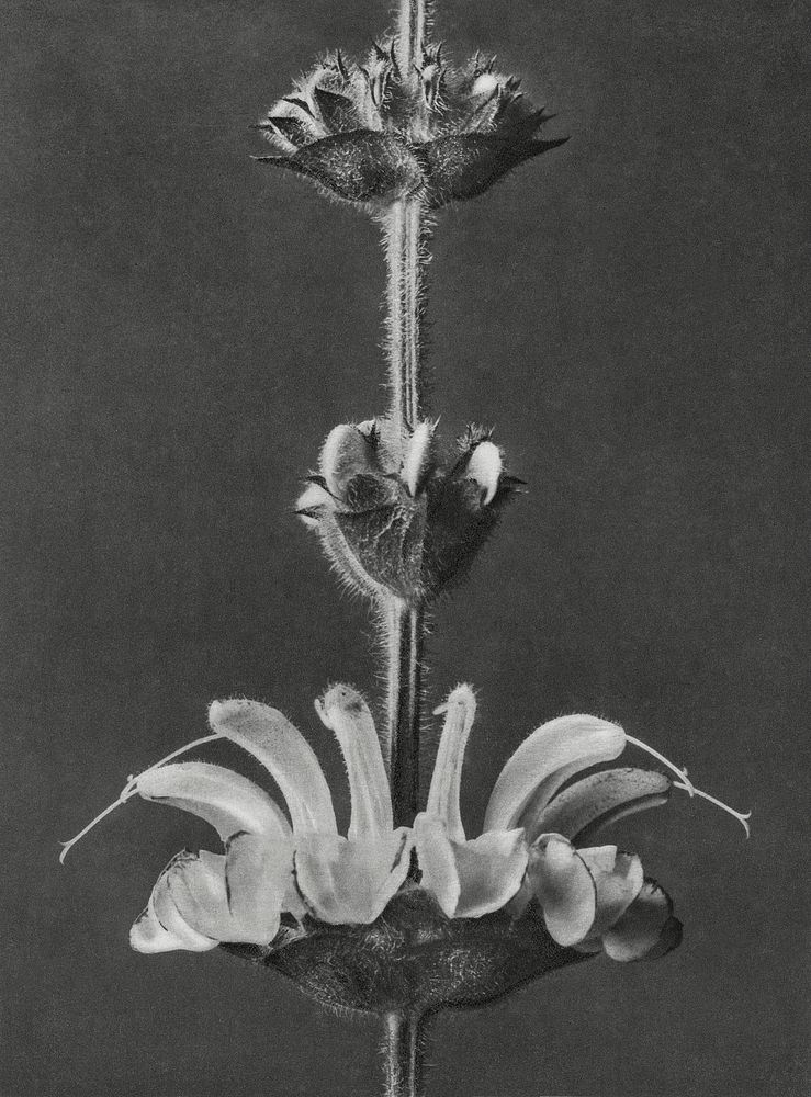 Salvia argentea (silver sage) enlarged 4 times