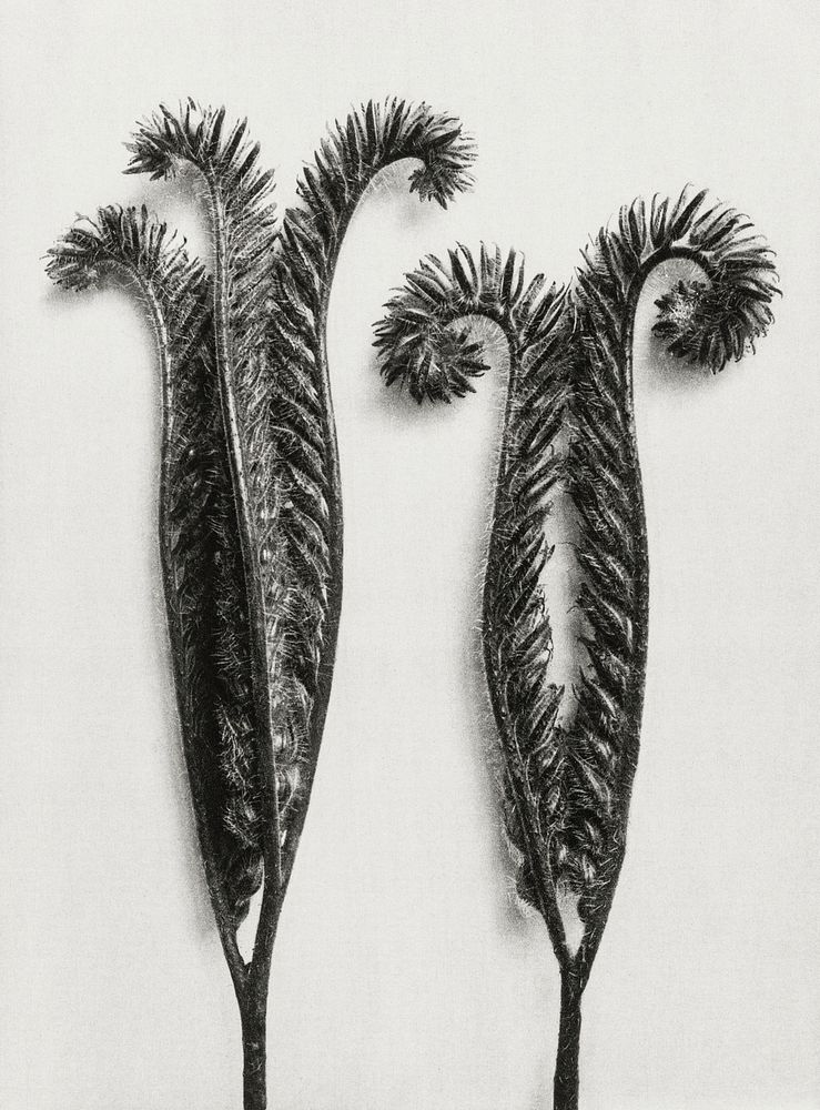 Phacelia Tanacetifolia (Lacy Phacelia) enlarged 4 times
