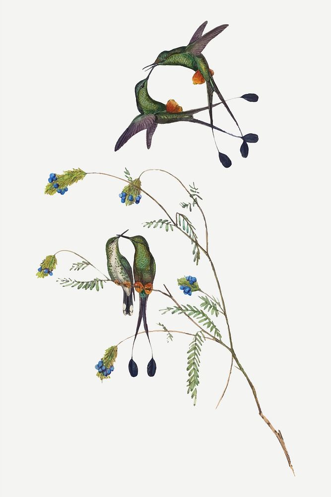 Hummingbirds vector animal art print, remixed from artworks by John Gould and Henry Constantine Richter