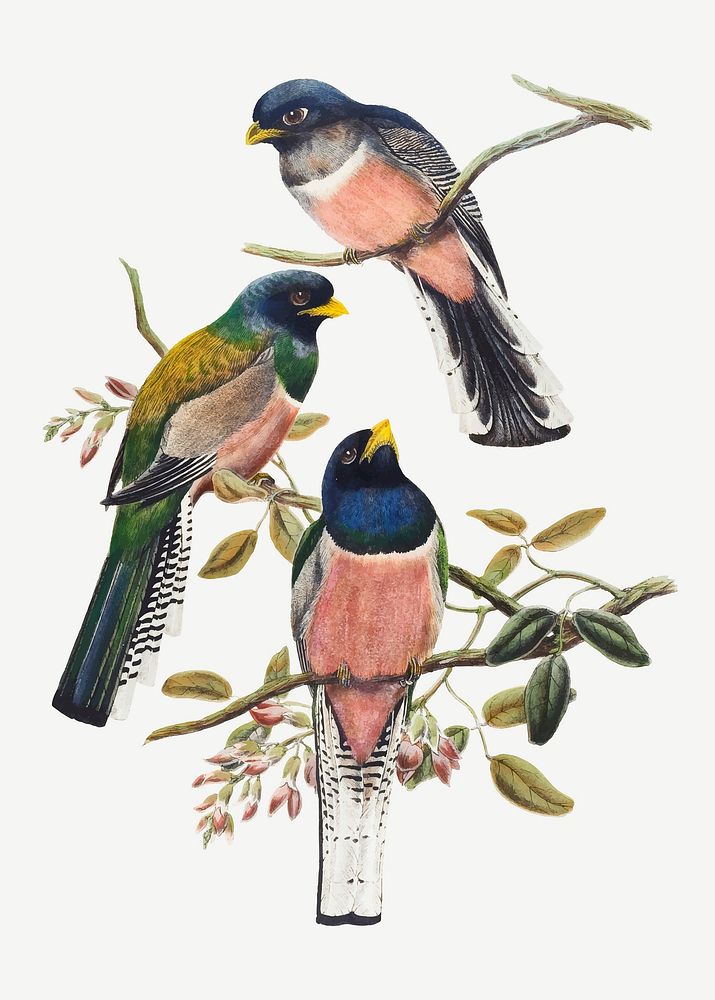 Trogon bird vector animal art print, remixed from artworks by John Gould and William Matthew Hart