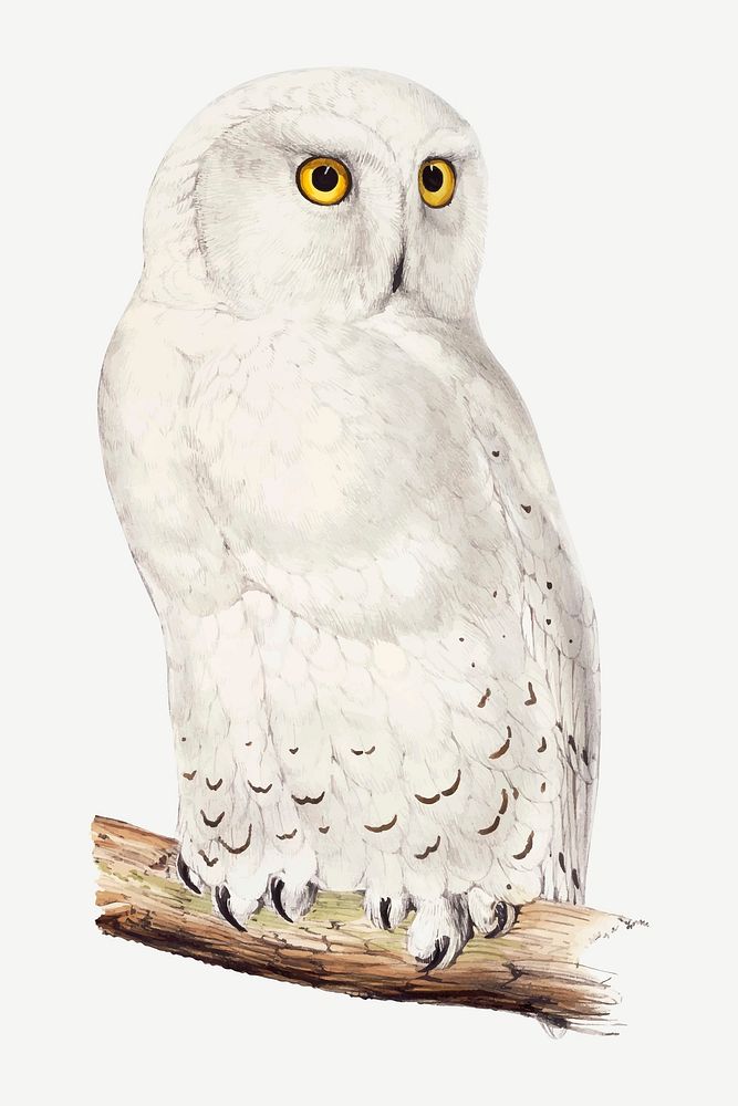 Snowy owl vector animal art print, remixed from artworks by John Gould, Edward Lear and Charles Joseph Hullmandel