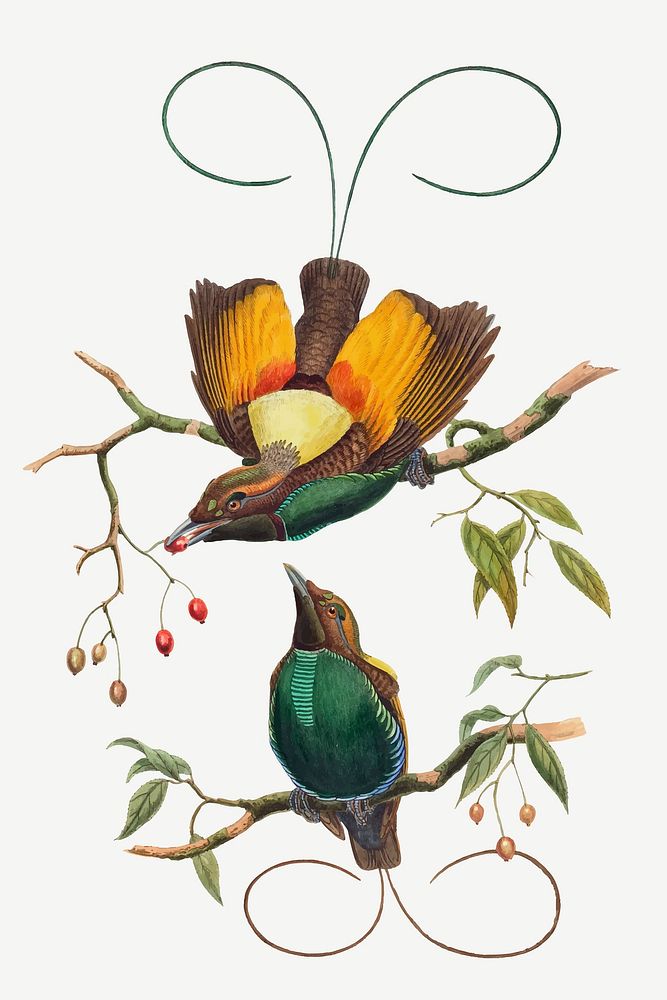 Magnificent bird of paradise vector animal art print, remixed from artworks by John Gould and William Matthew Hart
