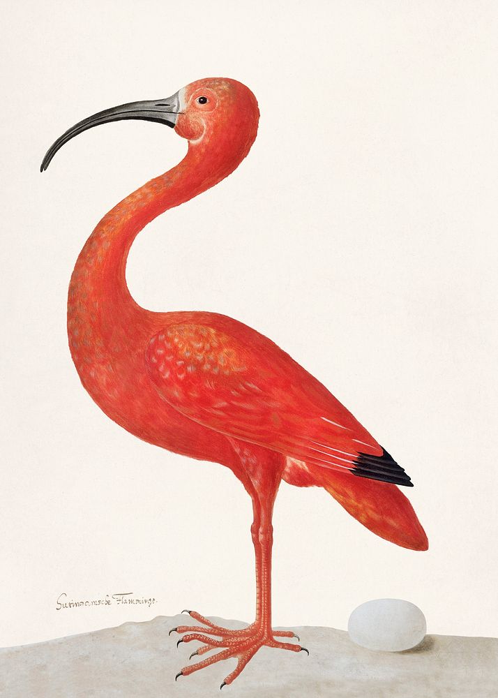 Scarlet Ibis with an Egg (1699&ndash;1700) by Maria Sibylla Merian. Original from The Rijksmuseum. Digitally enhanced by…