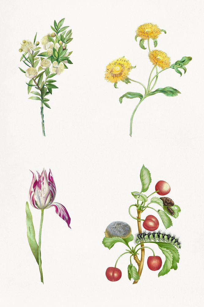 Mixed flowers vintage illustration set template