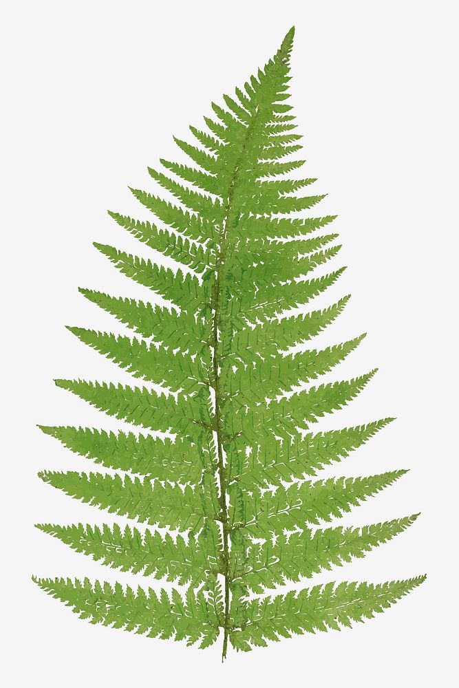 Aspidium Angulare fern leaf vector